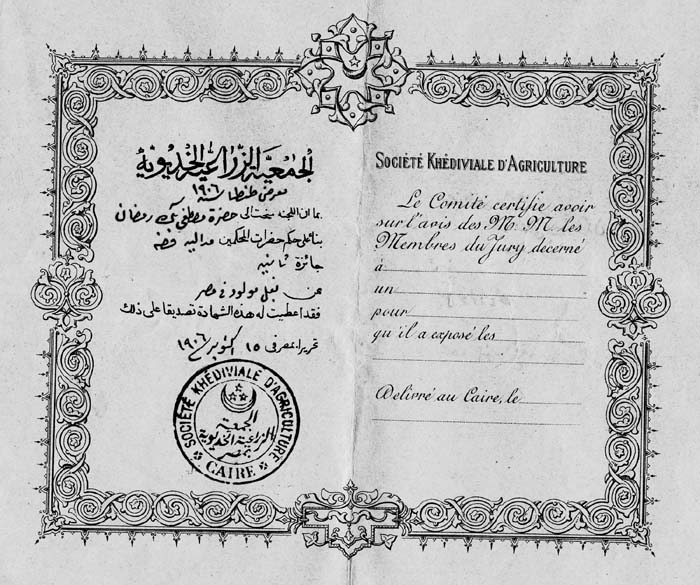 Certificate-2nd place for best bull-1906